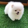 Puppies for sale Czech Republic, Karlovy Vary Pomeranian Spitz