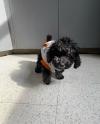 Puppies for sale Spain, Badalona Poodle