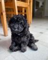 Puppies for sale Spain, Madrid Poodle