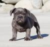 Puppies for sale Hungary, Budapest French Bulldog