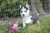 Puppies for sale Canada, Alberta , Pomski