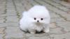 Puppies for sale Slovakia, Jihlava Pomeranian Spitz