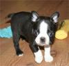 Puppies for sale Belgium, Brussels Boston Terrier