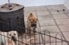 Puppies for sale Hungary, Budapest Shar Pei