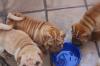 Puppies for sale Austria, Vienna Shar Pei