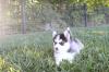Puppies for sale Finland, Alajarvi , Pomski