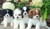 Puppies for sale Belgium, Brussels King Charles Spaniel