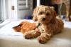 Puppies for sale Malta, Naxxar , Cockapoo