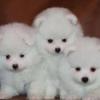 Puppies for sale United Kingdom, Leicester Pomeranian Spitz