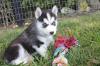 Puppies for sale Denmark, Kopenagen , Pomski