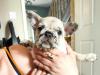 Puppies for sale Germany, Karlstadt French Bulldog
