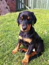 Puppies for sale Germany, Karlstadt Doberman