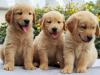 Puppies for sale Ireland, Carlow Haski