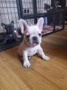 Puppies for sale Greece, Larissa French Bulldog