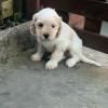 Puppies for sale Greece, Larissa , Cavapoo