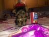 Puppies for sale Sweden, Stockholm Yorkshire Terrier