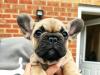 Puppies for sale Belgium, Brussels French Bulldog
