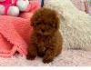 Puppies for sale Hungary, Budapest Other breed, Maltipoo Puppies