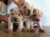 Puppies for sale Romania, Brasov Shar Pei