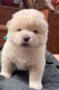 Puppies for sale Germany, Gelsenkirchen Chow Chow