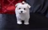 Puppies for sale Spain, Maltese