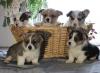 Puppies for sale Hungary, Budapest Other breed, Pembroke Welsh Corgi Puppies