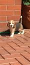 Puppies for sale Cyprus, Limassol Beagle
