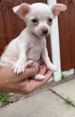 Puppies for sale Germany, Cologne Chihuahua