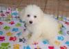 Puppies for sale Cyprus, Nicosia Bichon
