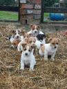 Puppies for sale Netherlands, Rotterdam Jack Russell Terrier