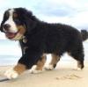 Puppies for sale Germany, Dusseldorf Bernese Mountain Dog