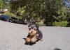Puppies for sale Denmark, Kopenagen Yorkshire Terrier