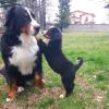 Puppies for sale Greece, Thessaloniki Bernese Mountain Dog