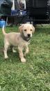 Puppies for sale Belgium, Gant Labrador