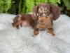 Puppies for sale Germany, Dortmund Dachshund