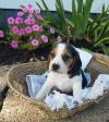Puppies for sale Cyprus, Nicosia Beagle