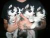 Puppies for sale Cyprus, Limassol Haski, husky puppies