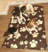 Puppies for sale Belgium, Liege Beagle