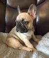Puppies for sale Cyprus, Larnaca French Bulldog