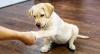 Puppies for sale Germany, Chemnitz Labrador