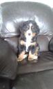 Puppies for sale Cyprus, Nicosia Bavarian mountain hound