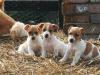 Puppies for sale Germany, Wiesbaden Jack Russell Terrier