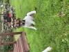 Puppies for sale Denmark, Kopenagen Jack Russell Terrier