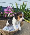 Puppies for sale Hungary, Budapest Beagle