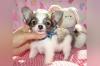 Puppies for sale Denmark, Aarhus Chihuahua