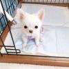 Puppies for sale Belgium, Gant Chihuahua