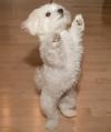 Puppies for sale Germany, Cologne Maltese