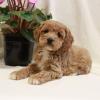 Puppies for sale Cyprus, Limassol , Cockapoo