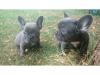 Puppies for sale Germany, Bochum French Bulldog