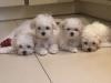 Puppies for sale Germany, Brandenburg French Bulldog